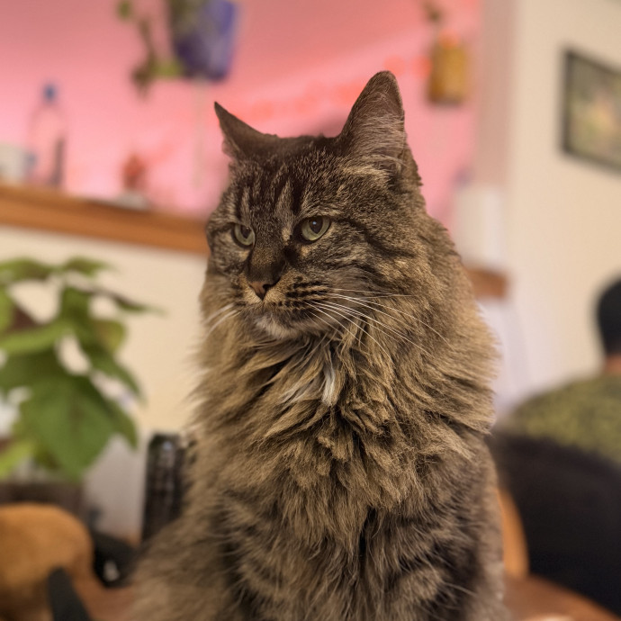 Cat Obsessed  Highly Experienced