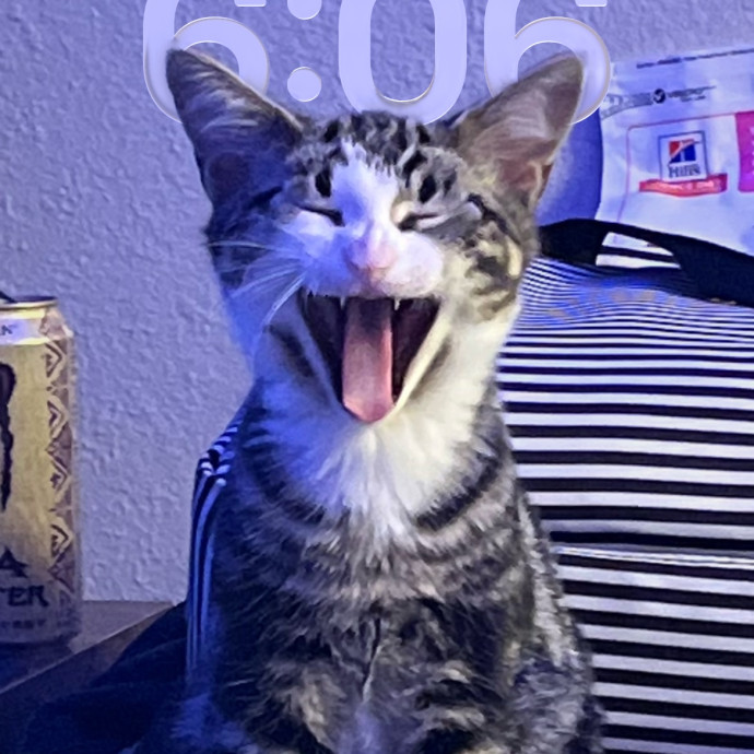 Cat Obsessed  Highly Experienced