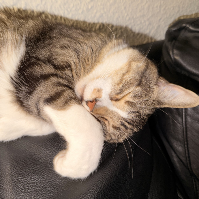 Cat Obsessed  Highly Experienced