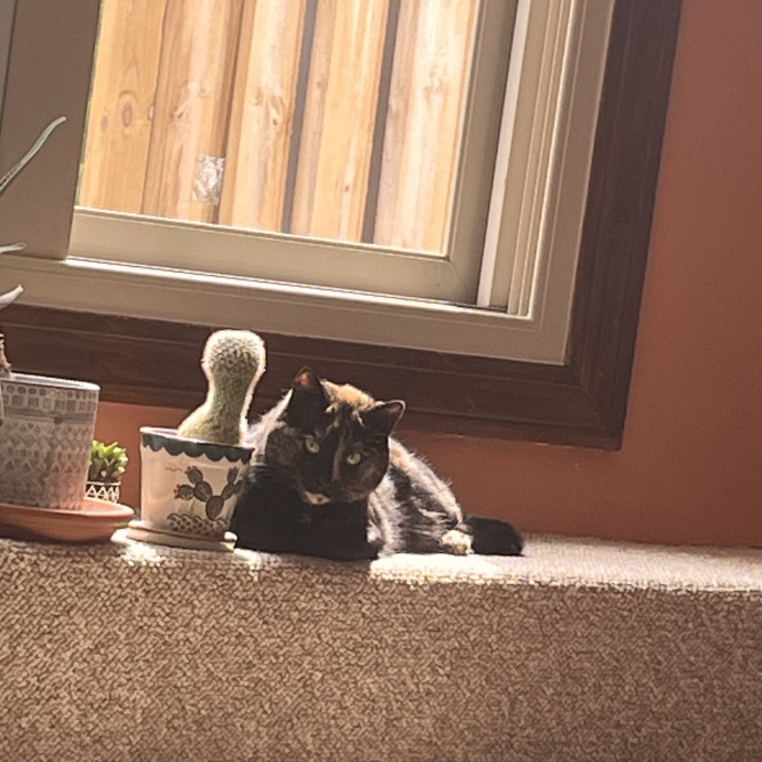 Professional Loving Cat Sitter