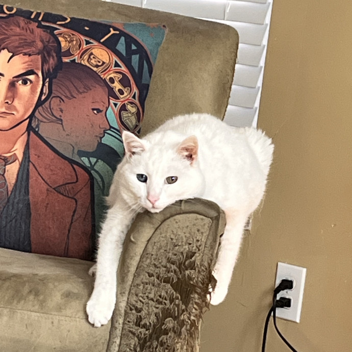 Professional Loving Cat Sitter