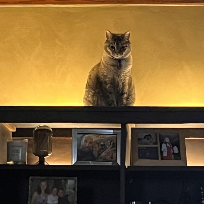 Professional Loving Cat Sitter