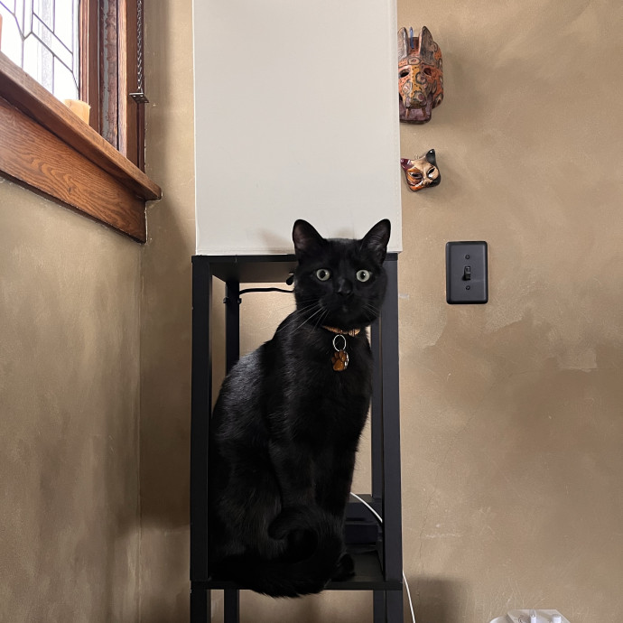 Professional Loving Cat Sitter