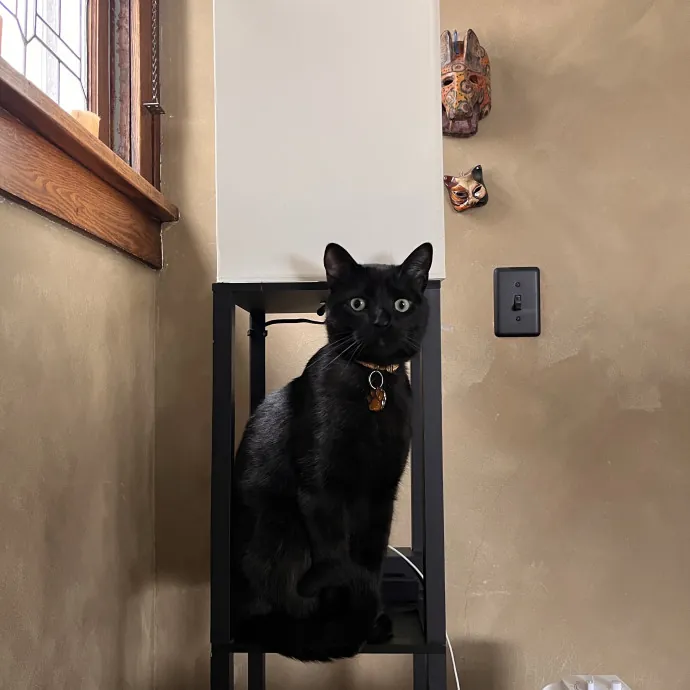 Professional Loving Cat Sitter