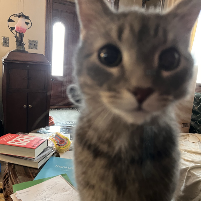 Professional Loving Cat Sitter