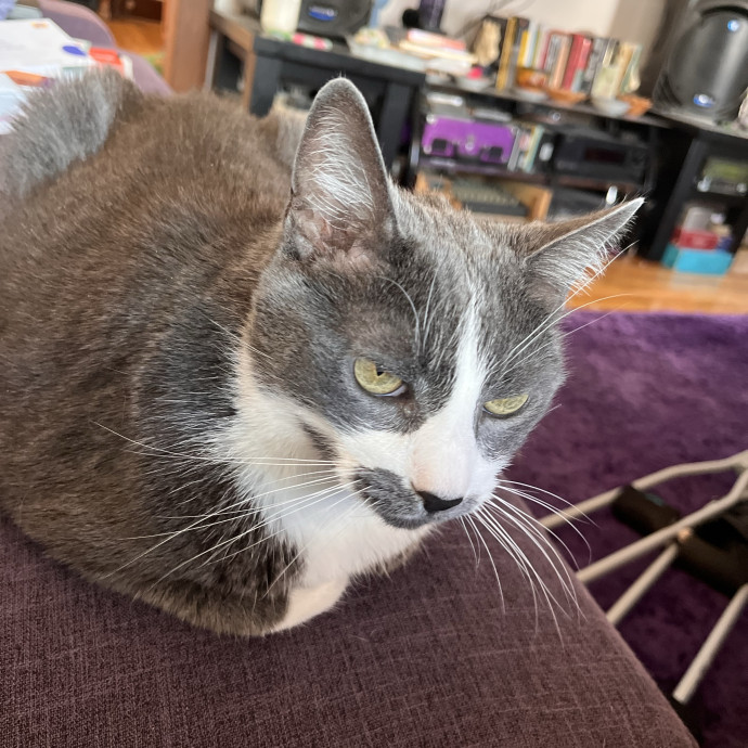 Professional Loving Cat Sitter