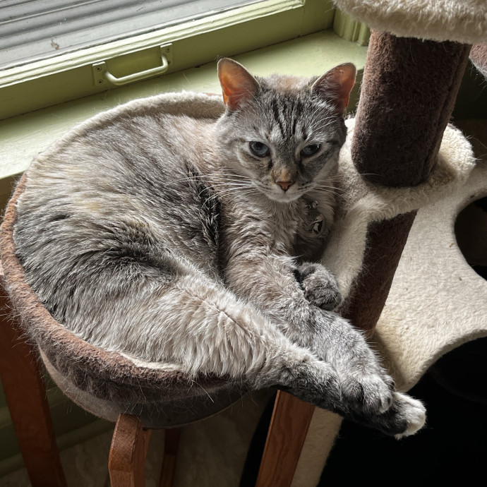 Professional Loving Cat Sitter
