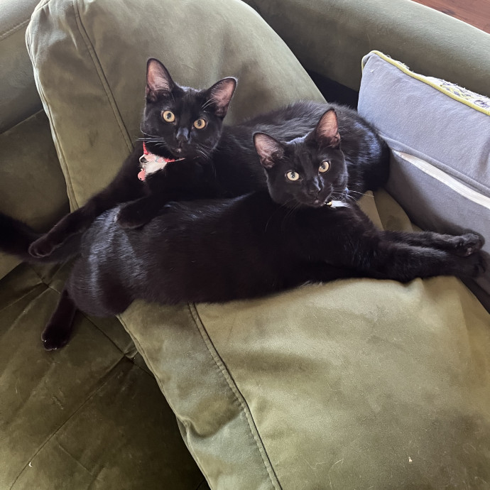 Professional Loving Cat Sitter