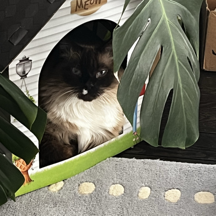 Professional Loving Cat Sitter
