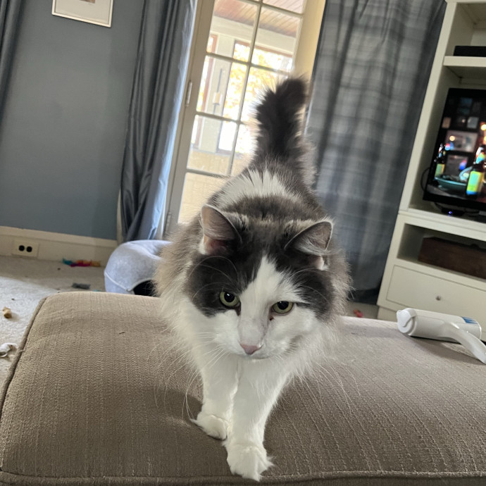 Professional Loving Cat Sitter