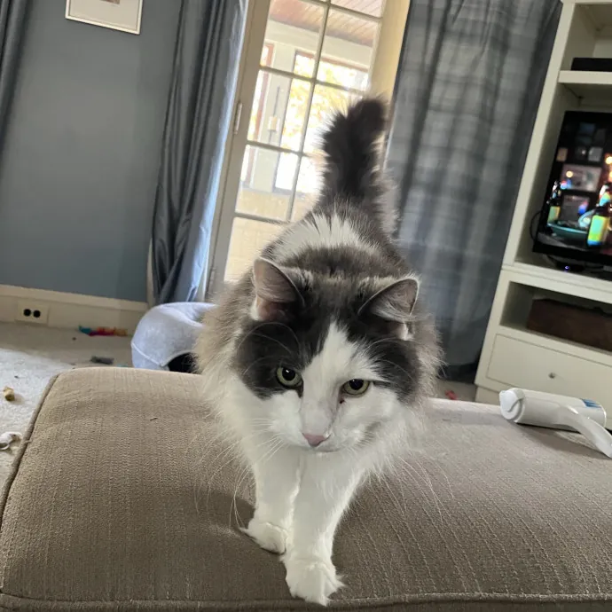 Professional Loving Cat Sitter