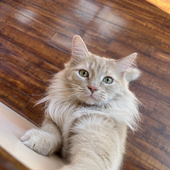 Professional Loving Cat Sitter
