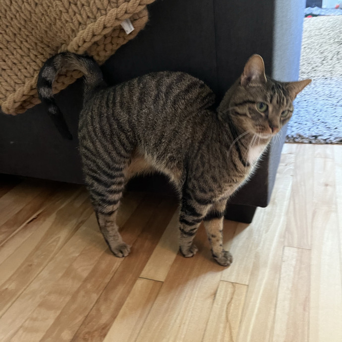 Professional Loving Cat Sitter
