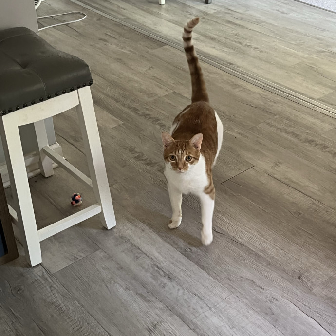 Professional Loving Cat Sitter
