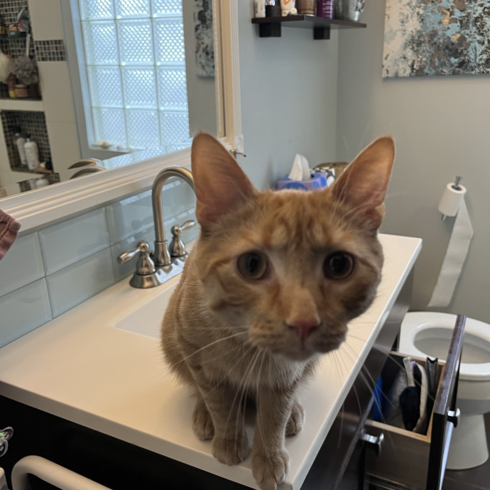 Professional Loving Cat Sitter