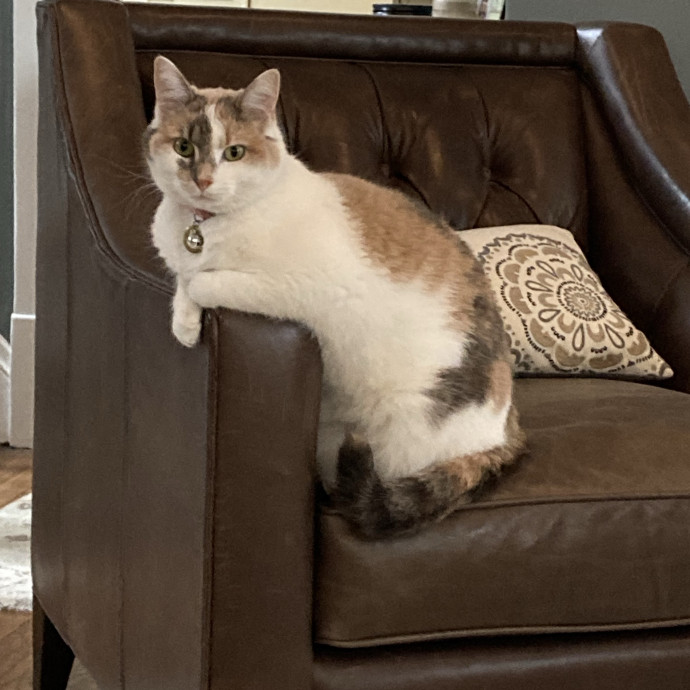 Professional Loving Cat Sitter