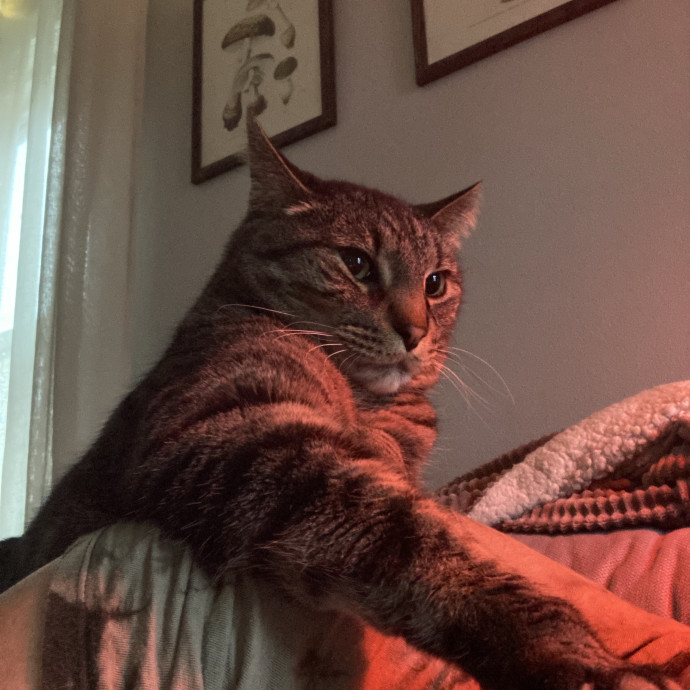 Professional Loving Cat Sitter