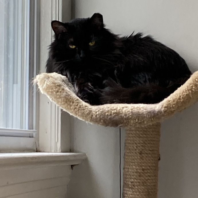 Professional Loving Cat Sitter