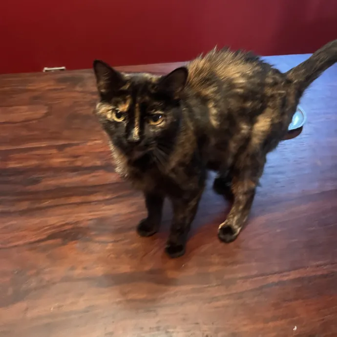 Professional Loving Cat Sitter