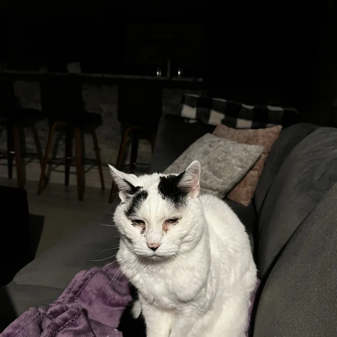 Professional Loving Cat Sitter