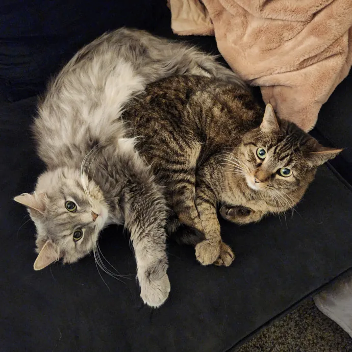 Experienced New Haven Cat Sitter