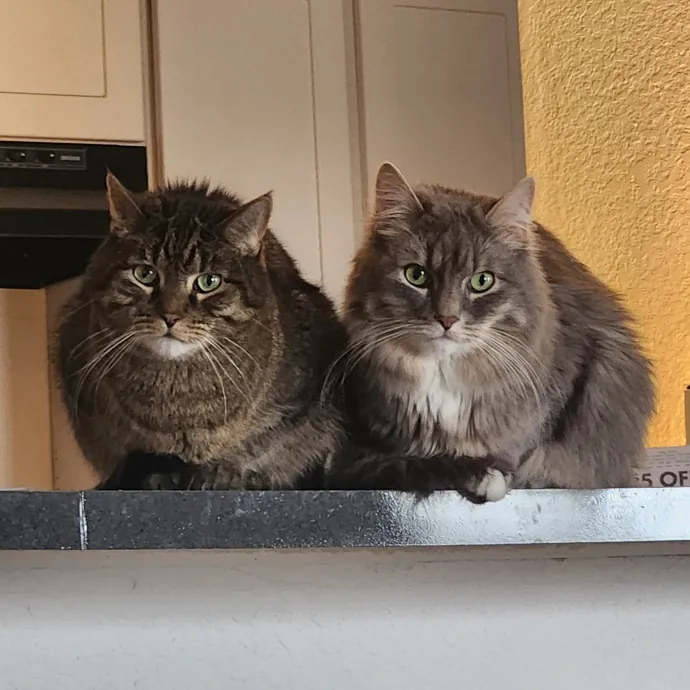 Experienced New Haven Cat Sitter