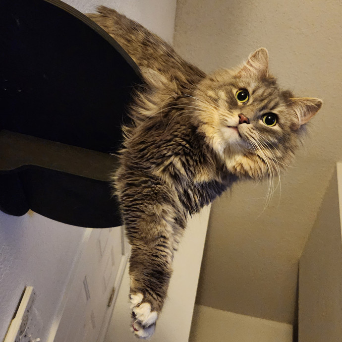 Experienced New Haven Cat Sitter