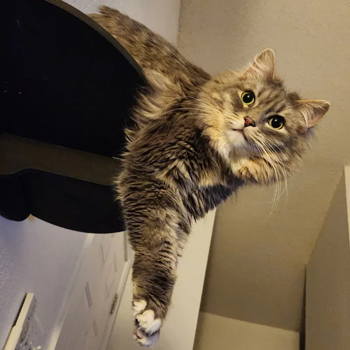 Experienced New Haven Cat Sitter