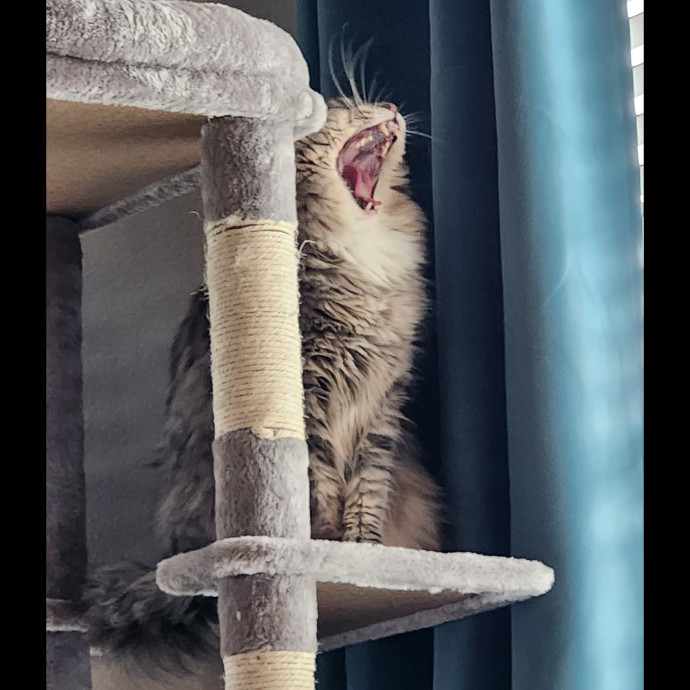 Experienced New Haven Cat Sitter
