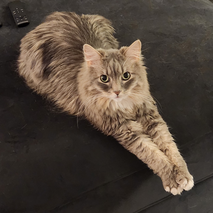 Experienced New Haven Cat Sitter
