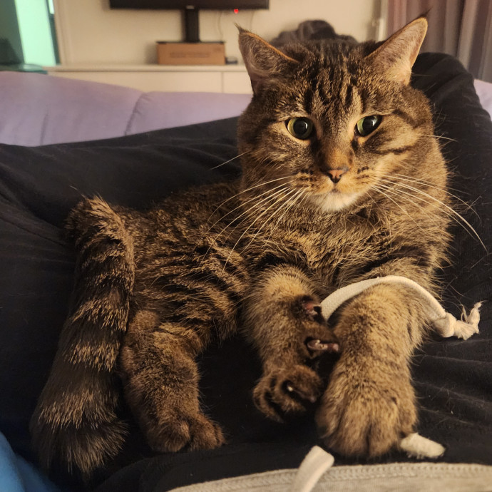 Experienced New Haven Cat Sitter photo 3