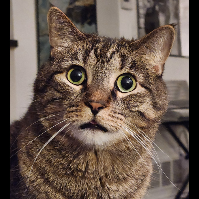 Experienced New Haven Cat Sitter photo 2