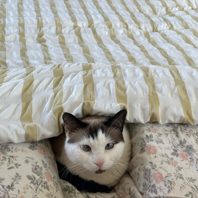 Paws N Purrs Saratoga Springs Ny