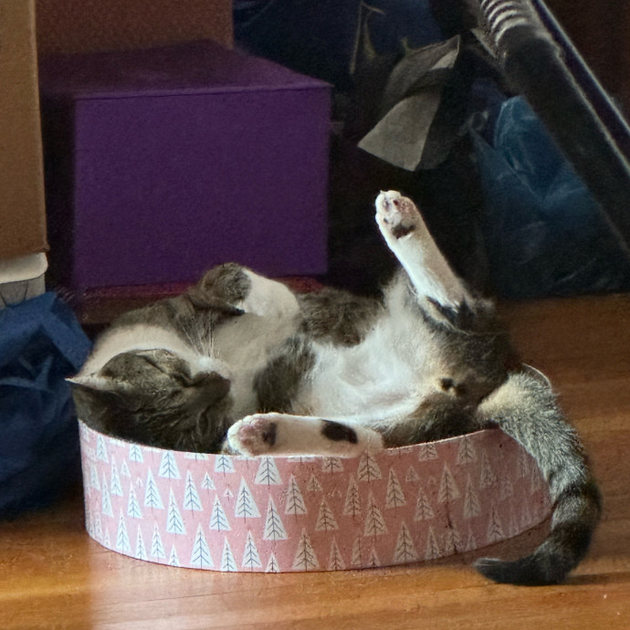 Paws N Purrs Saratoga Springs Ny