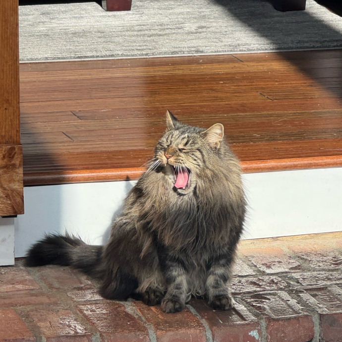Paws N Purrs Saratoga Springs Ny