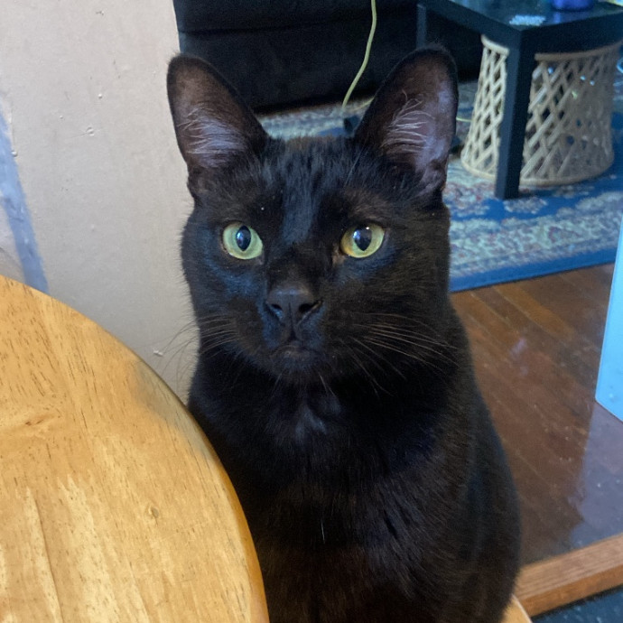 Trustworthy Intown Cat Care
