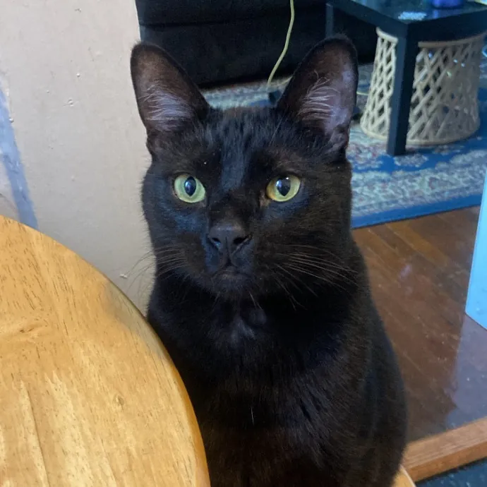 Trustworthy Intown Cat Care