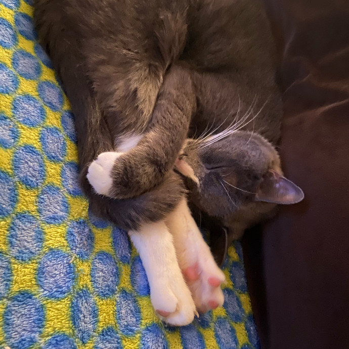 Trustworthy Intown Cat Care