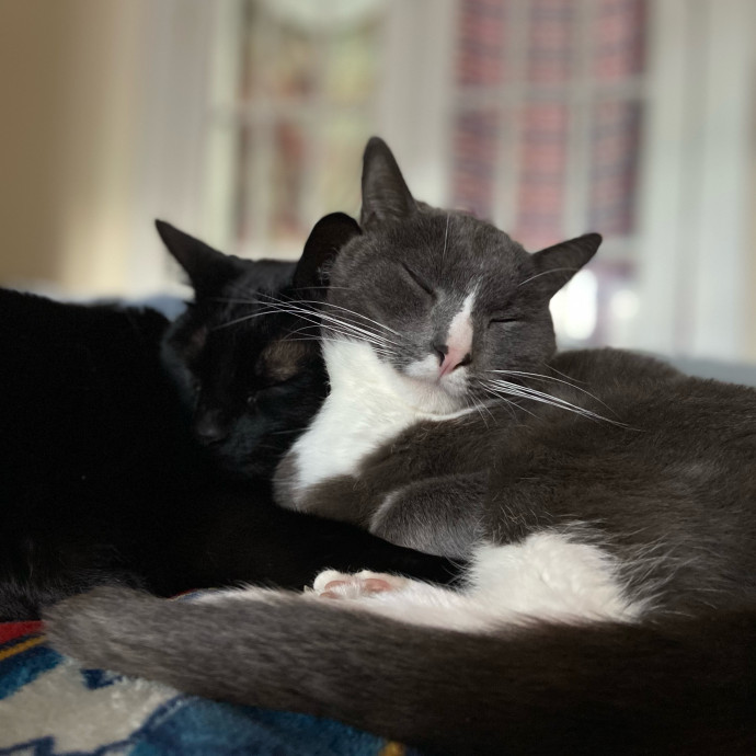 Trustworthy Intown Cat Care