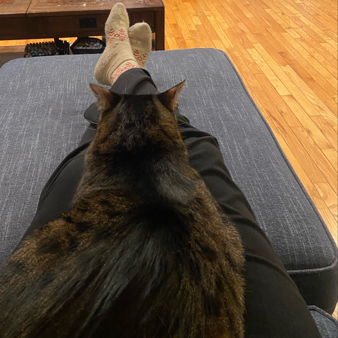 Trustworthy Intown Cat Care