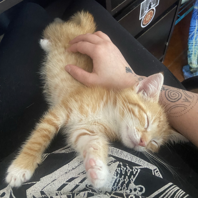 Trustworthy Intown Cat Care photo 3