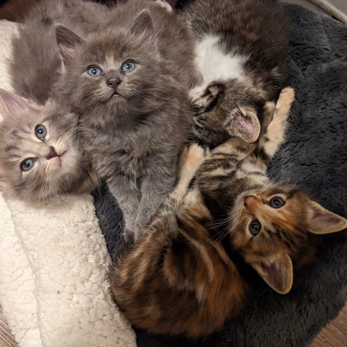 Cat Companion Caregiver Playful Sitter
