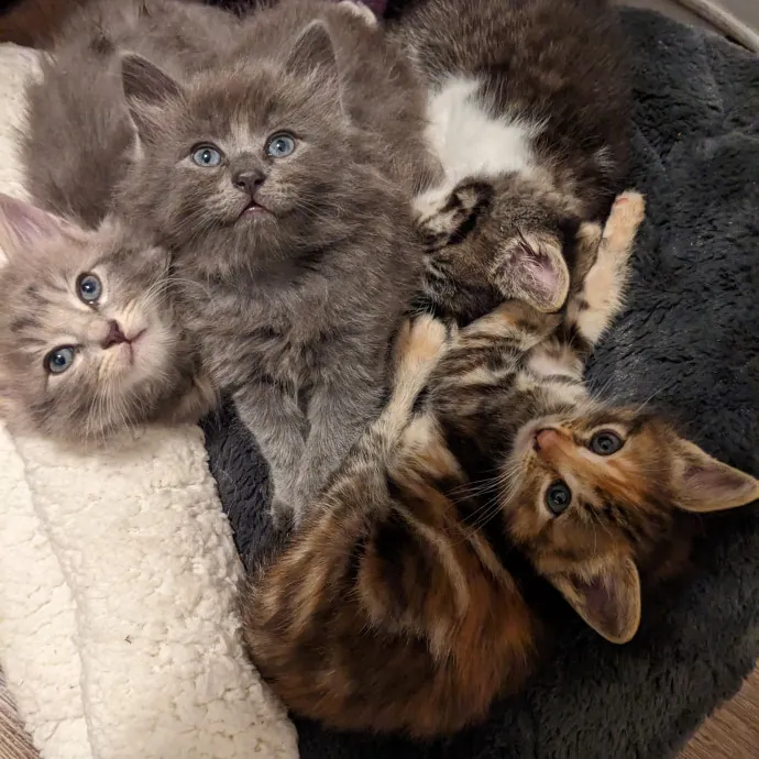 Cat Companion Caregiver Playful Sitter