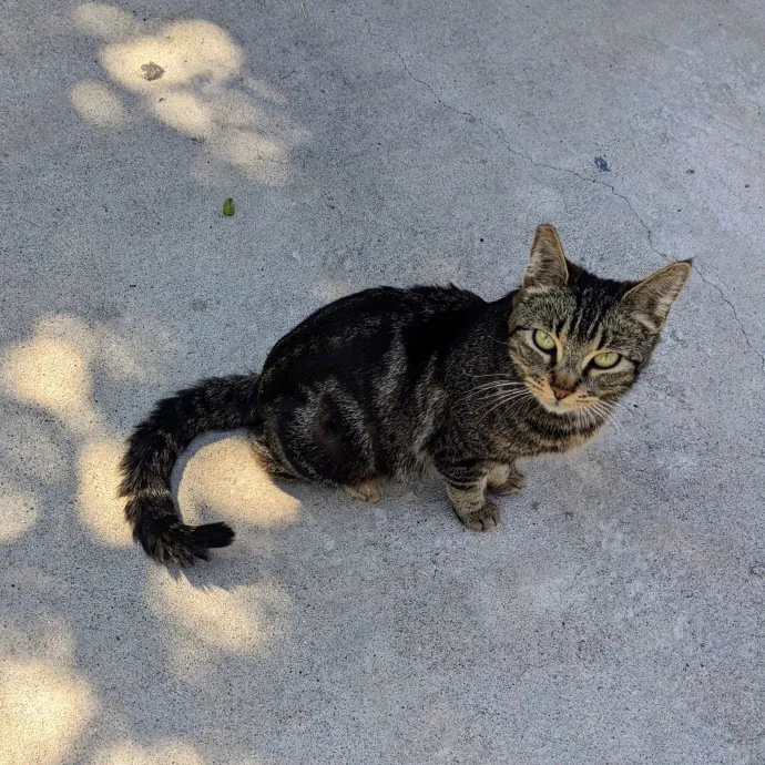 Cat Companion Caregiver Playful Sitter photo 3