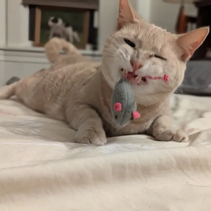 Cat Companion Caregiver Playful Sitter