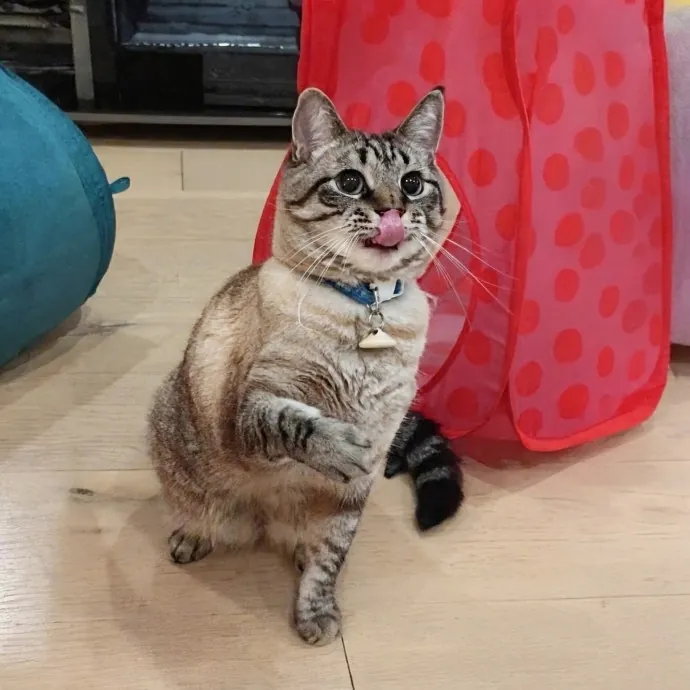 Cat Companion Caregiver Playful Sitter