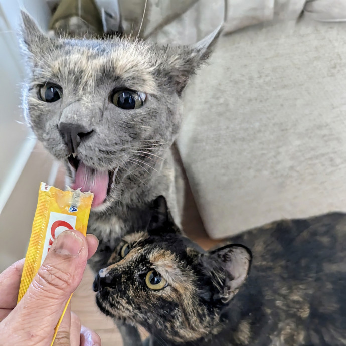 Cat Companion Caregiver Playful Sitter
