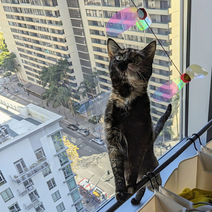 Cat Companion Caregiver Playful Sitter