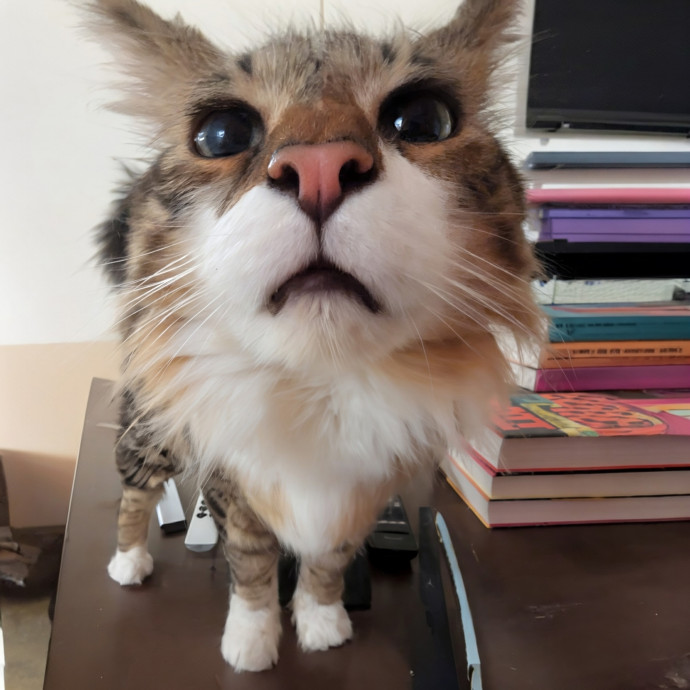 Cat Companion Caregiver Playful Sitter