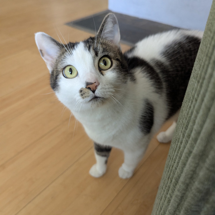 Cat Companion Caregiver Playful Sitter